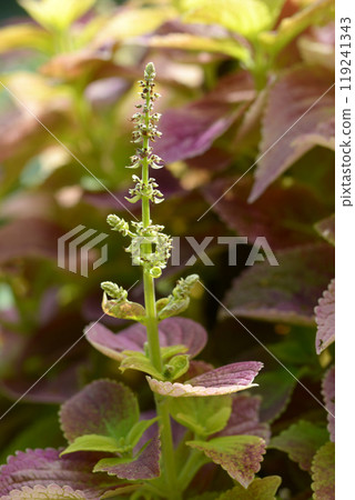 錦紫蘇葉圖案 錦紫蘇葉圖案 119241343
