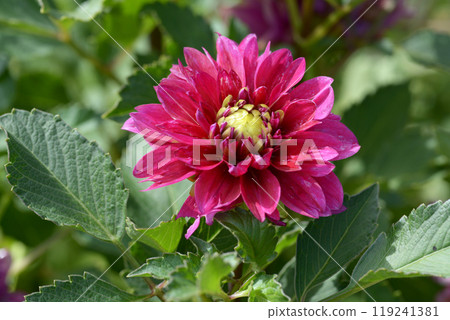 Dahlia 119241381
