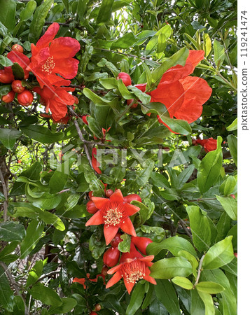 Spring blooming pomegranate (Punica granatum) 119241474