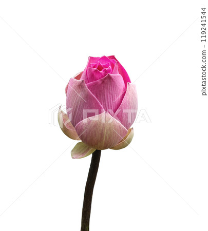 Pink lotus on white background Pink lotus on white background 119241544