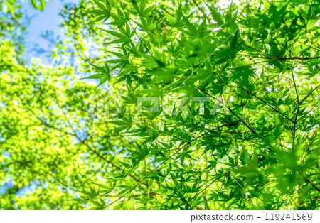 Scenery of Kawasaki City, Kanagawa Prefecture: Ikuta Green Space Scenery of Kawasaki City, Kanagawa Prefecture: Ikuta Green Space 119241569