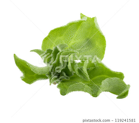 fresh crystalline ice plant on white background 119241581