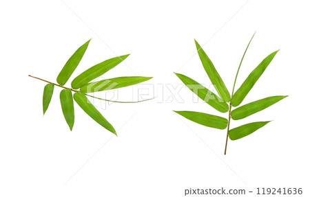 leaf bamboo isolated on white background leaf bamboo isolated on white background 119241636