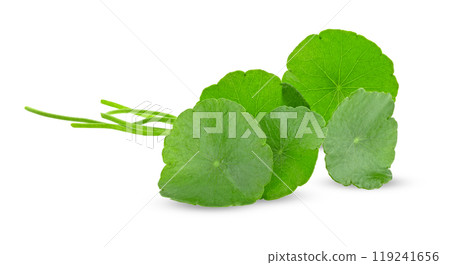 Fresh centella asiatica leaf on white background 119241656