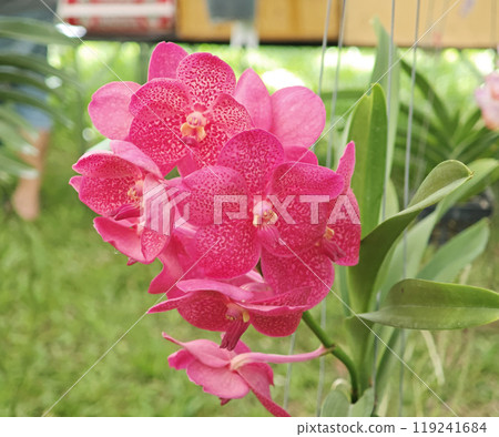 Orchids Vanda in a grden 119241684