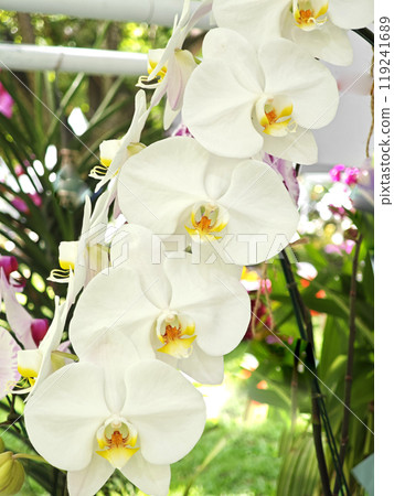 White orchid. Phalaenopsis in grden 119241689