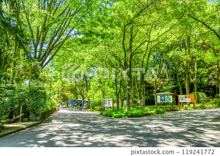 春天生田綠地清新的綠色形象 119241772