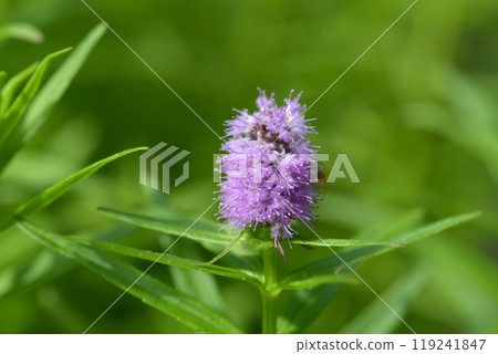 Mizrano沒有oo 119241847