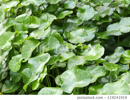 Centella asiatica Fresh green leaves herb 119241919