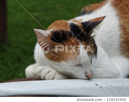 The calico cat is sleeping. The calico cat is sleeping. 119241948