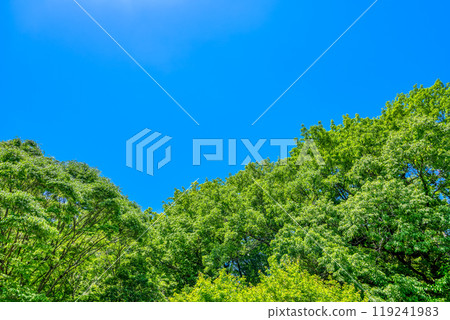 Scenery of Kawasaki City, Kanagawa Prefecture: Ikuta Green Space 119241983