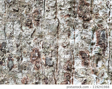 Bark pattern is seamless texture from tree. For background 119241988