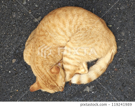 orange cat sleeping on the street 119241989