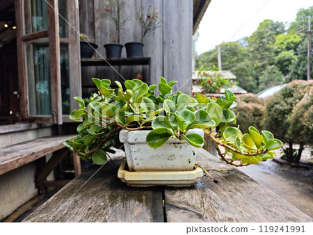 Ficus annulata, green trees purify the air Ficus annulata, green trees purify the air 119241991