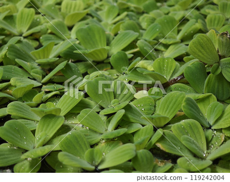 Pistia tree or Pistia stratiotes in a tub Pistia tree or Pistia stratiotes in a tub 119242004