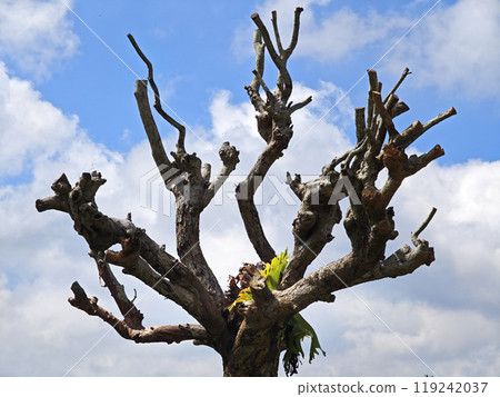 dry trees in nature, trees with dry branches natural, beautiful landscape dry trees in nature, trees with dry branches natural, beautiful landscape 119242037