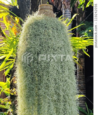 Fresh air purifying plants, green Spanish moss 119242056