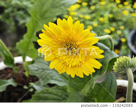 Yellow barberton daisy a flower 119242083