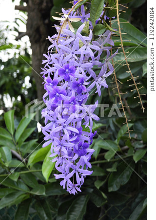 Purple indigo flowering plant in the garden Purple indigo flowering plant in the garden 119242084
