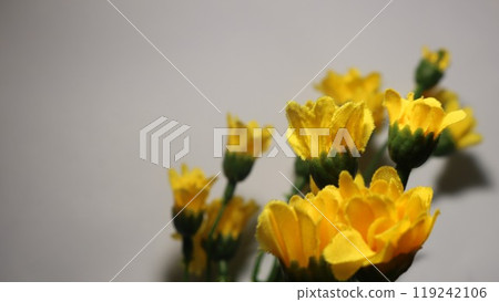 Yellow chrysanthemum flowers for Buddhist ceremonies, Bon Festival, Higan, Buddhist memorial service, margin 119242106