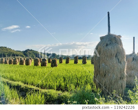 Hitomebore sun-dried 119242226