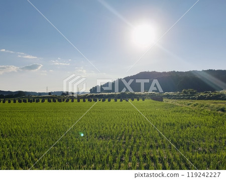 陽光和新米 119242227