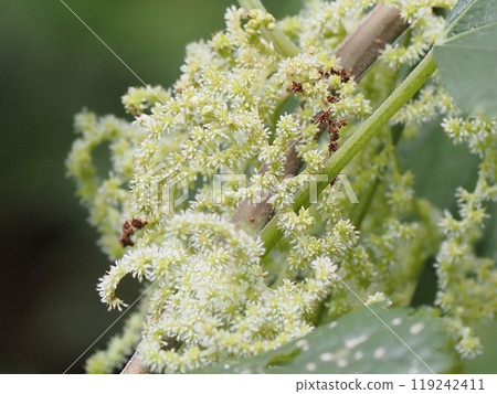 雜草苧麻(苧麻) 雜草苧麻(苧麻) 119242411