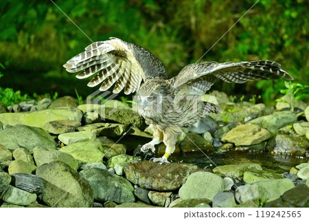 A spotted owl flies out after catching its favorite fish 119242565