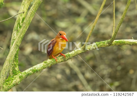 赤松樹在樹蔭下休息 赤松樹在樹蔭下休息 119242567