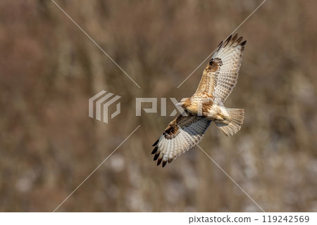 A buzzard circles in search of prey with the winter-dead forest in the background. A buzzard circles in search of prey with the winter-dead forest in the background. 119242569