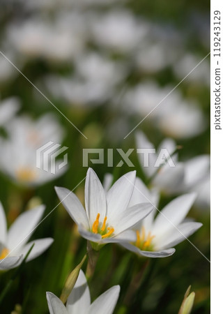 一叢叢的玉垂花 119243129