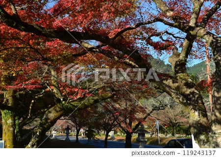 日吉大社的紅葉（滋賀縣大津市） 119243137