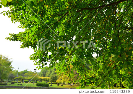 桶川市城山公園大池湖初秋樹葉開始變色 桶川市城山公園大池湖初秋樹葉開始變色 119243289