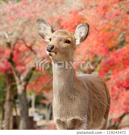 Deer in Nara Park 119243472