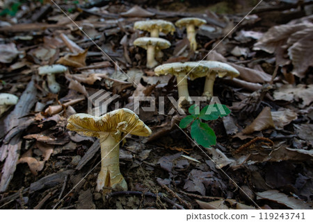 White Amanita phalloides spreading across a grove 119243741