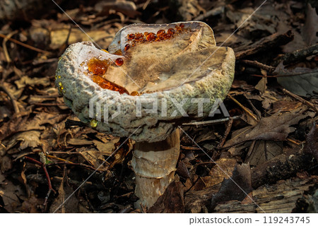 A chestnut croaker with beautiful droplets of liquid gushing out from its cap. A chestnut croaker with beautiful droplets of liquid gushing out from its cap. 119243745