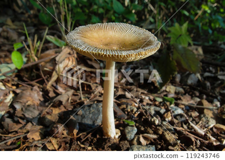 成熟的淺棕色藤蔓蘑菇，菌蓋整齊地打開 119243746