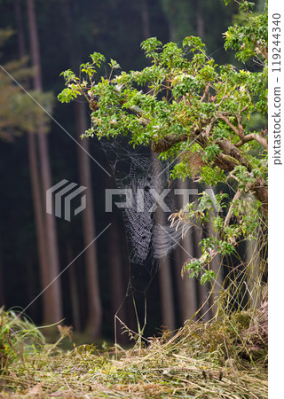 清晨露水中的蜘蛛網與蜘蛛 清晨露水中的蜘蛛網與蜘蛛 119244340