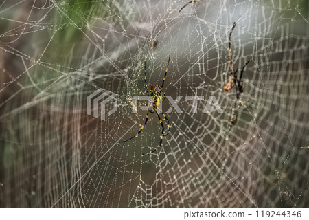 Spider web and spider in morning dew Spider web and spider in morning dew 119244346