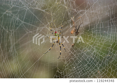 清晨露水中的蜘蛛網與蜘蛛 119244348