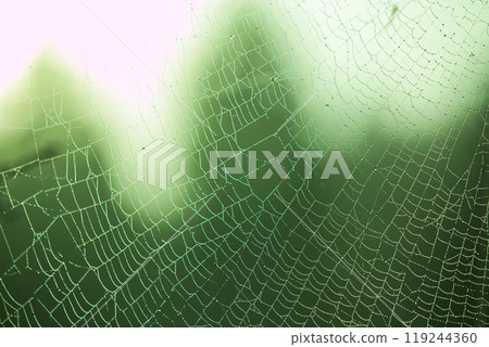 Spider web and spider in morning dew 119244360