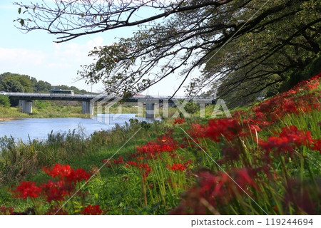 秋天穿越中橋的西武巴士：入間川散步道（埼玉縣狹山市） 119244694