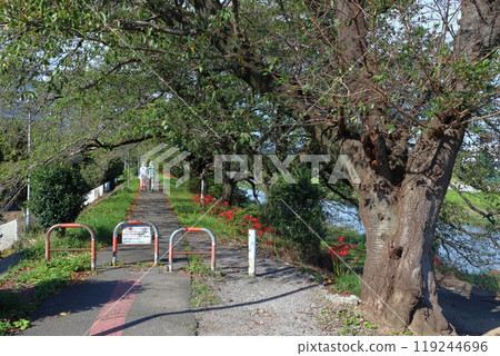 秋天的入間佛子堤岸散步道：入間川散步道（埼玉縣狹山市） 119244696