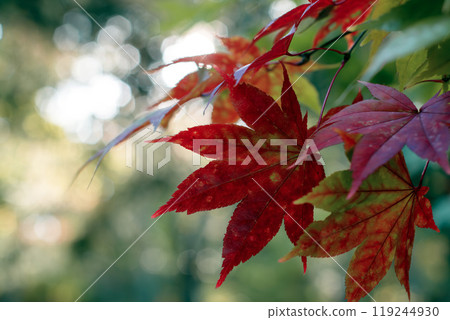 Momiji in the fall Momiji in the fall 119244930