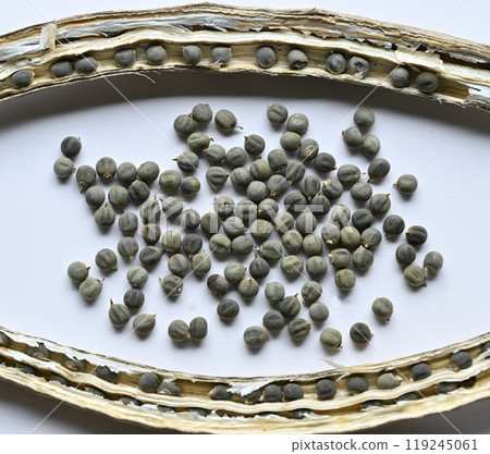 秋葵種子和豆莢 119245061