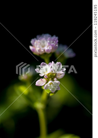 信濃川的溝蕎麥麵和安良木堤防 119245195