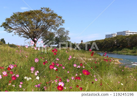 秋天的本梶河原（埼玉縣飯能市） 119245196