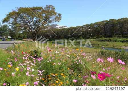 秋天的本梶河原（埼玉縣飯能市） 119245197