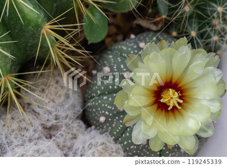 Top view of Yellow flower of Astrophytum asterias (Kabuto cactus) with Ferocactus echidne and Mammillaria Plumosa. 119245339