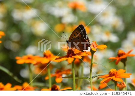 Yamadaike Park 119245471